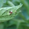 Coccinelle et ses oeufs. Philippe Baumy